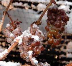 Vignette de Le Vin de Glace