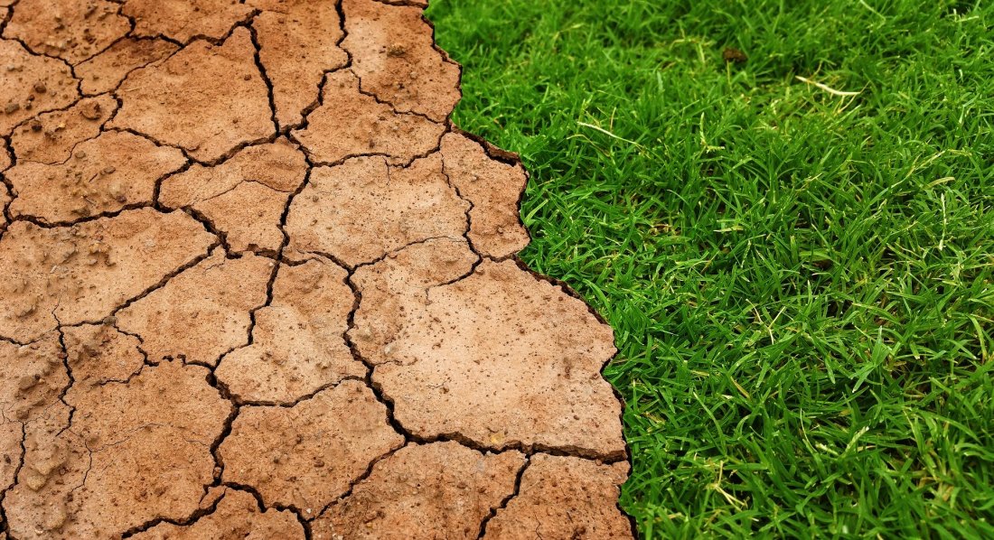 Comment le réchauffement climatique modifie la culture de la vigne ?