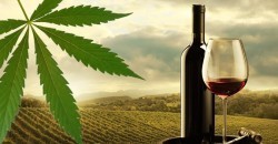 Vignette de Vin au cannabis
